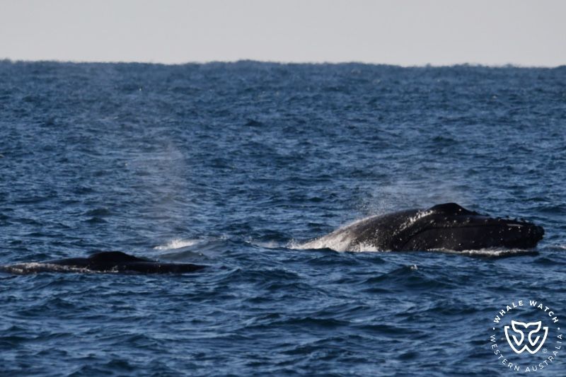 Whale Watch Western Australia
