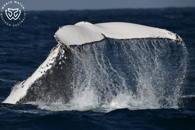 Whale Watch Western Australia