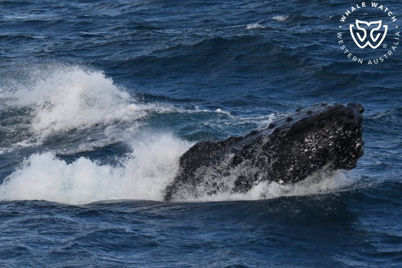 Whale Watch Western Australia