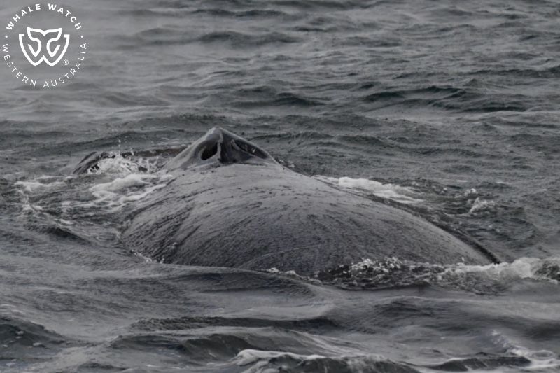 Whale Watch Western Australia