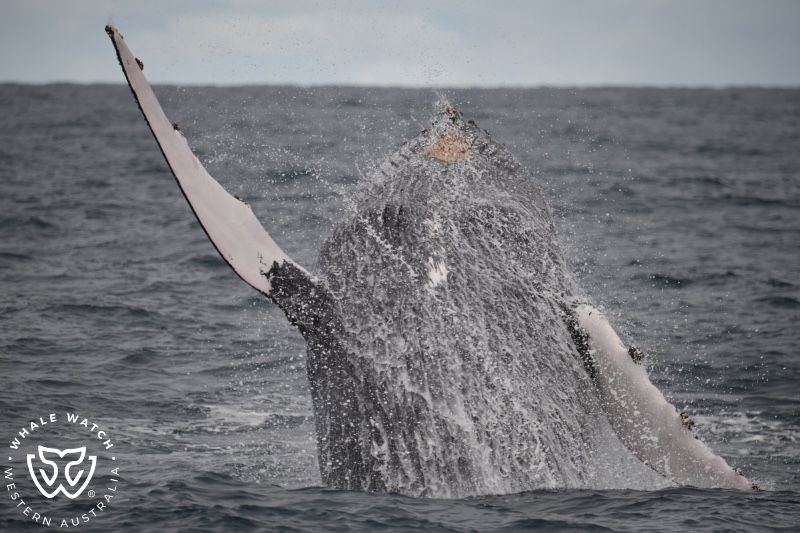 Whale Watch Western Australia