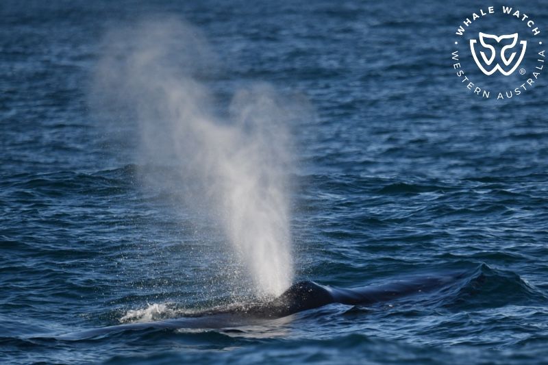 Whale Watch Western Australia