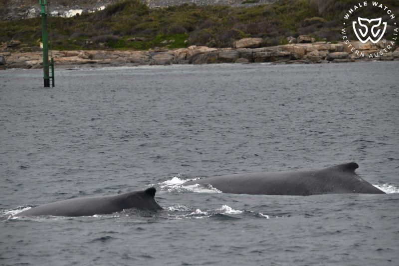 Whale Watch Western Australia
