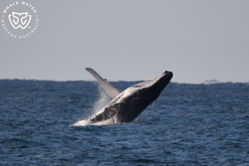Whale Watch Western Australia