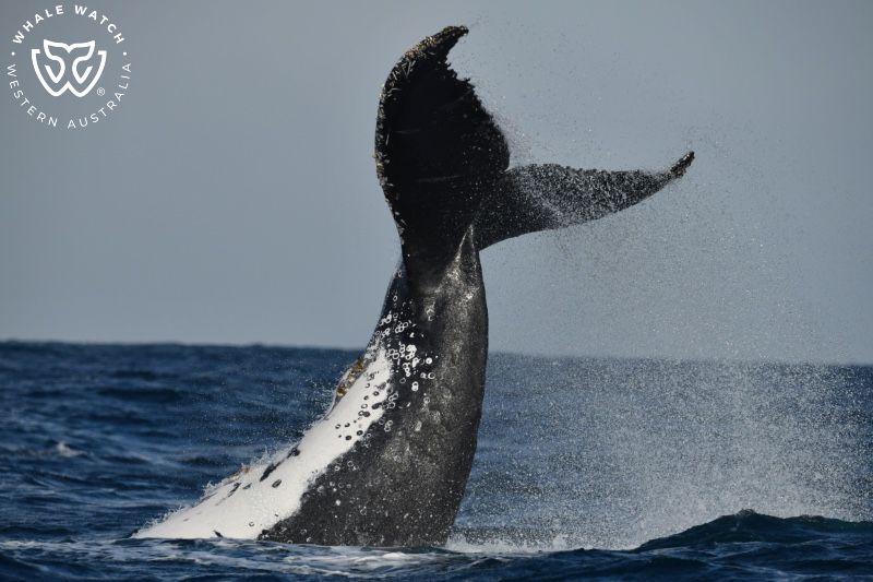 Whale Watch Western Australia
