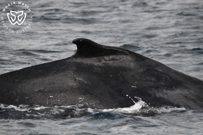 Whale Watch Western Australia