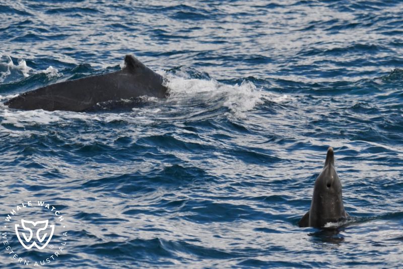 Whale Watch Western Australia