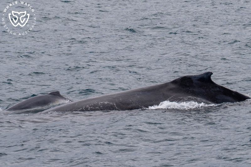 Whale Watch Western Australia