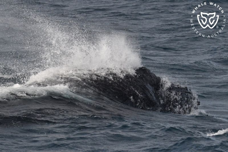 Whale Watch Western Australia