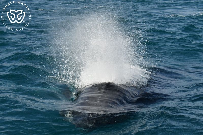 Whale Watch Western Australia