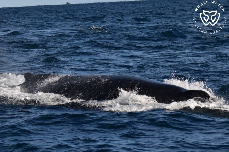 Whale Watch Western Australia
