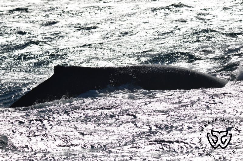 Whale Watch Western Australia