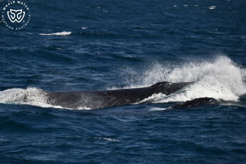 Whale Watch Western Australia