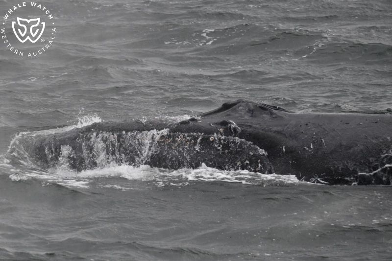 Whale Watch Western Australia