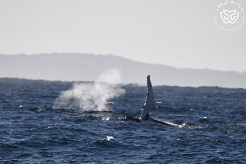 Whale Watch Western Australia