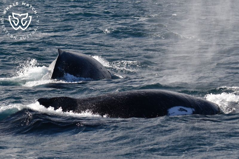 Whale Watch Western Australia