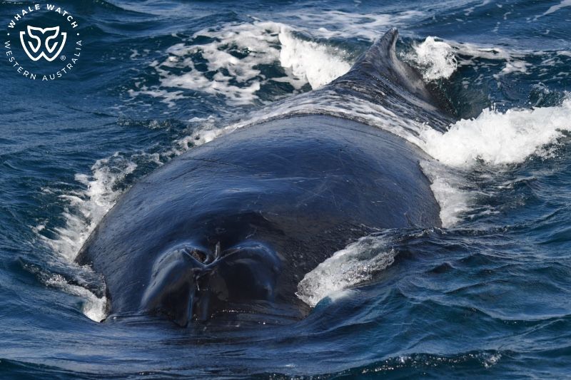 Whale Watch Western Australia