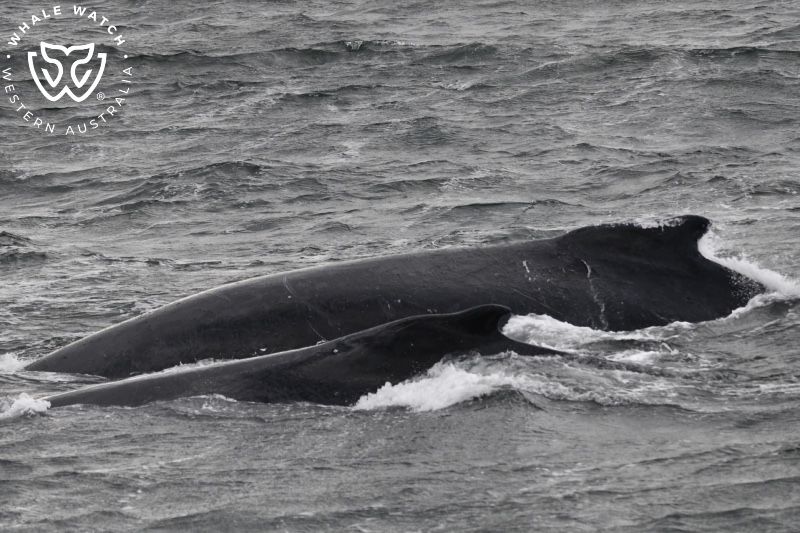Whale Watch Western Australia