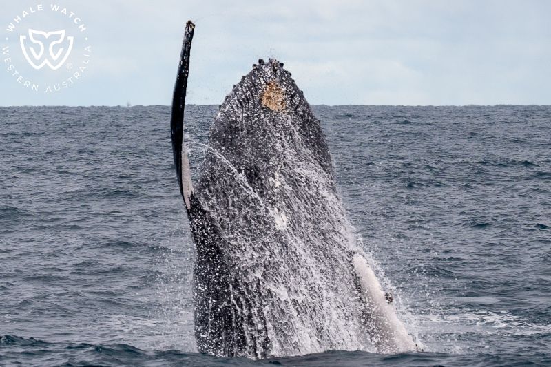 Whale Watch Western Australia
