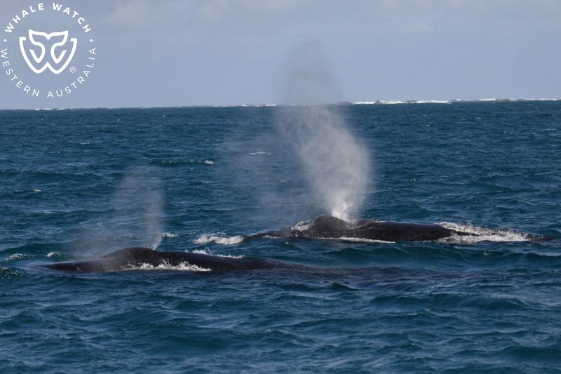 Whale Watch Western Australia