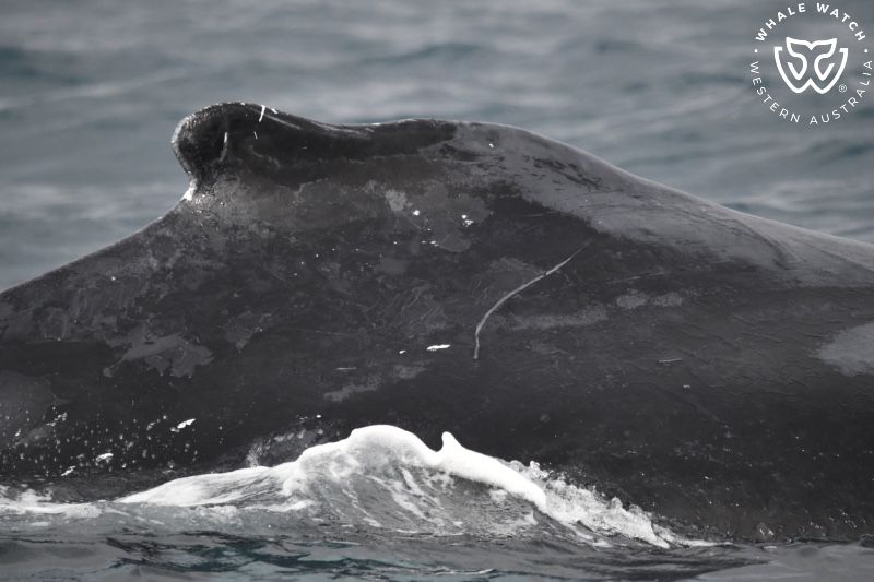 Whale Watch Western Australia
