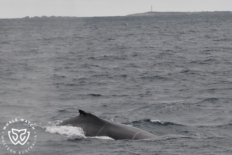 Whale Watch Western Australia