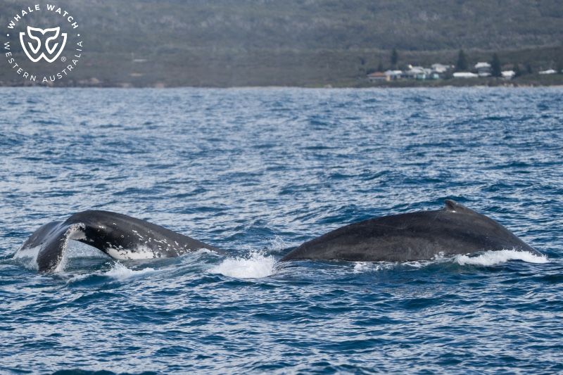 Whale Watch Western Australia