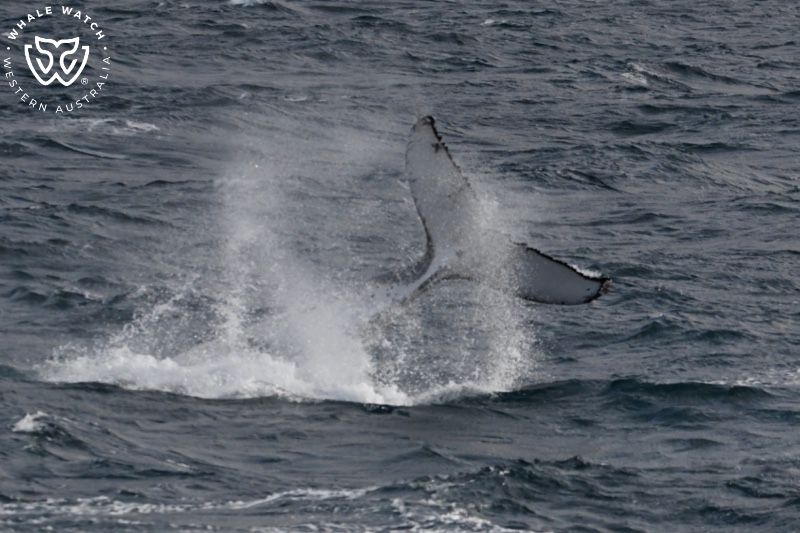 Whale Watch Western Australia