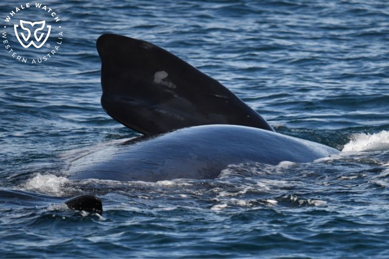 Whale Watch Western Australia