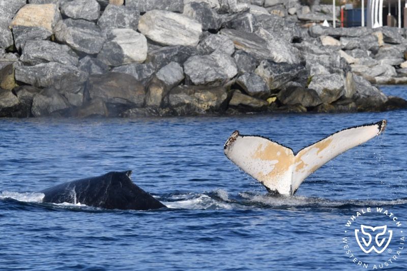 Whale Watch Western Australia
