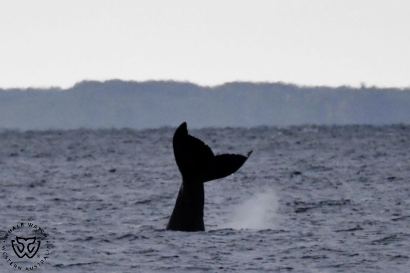 Whale Watch Western Australia