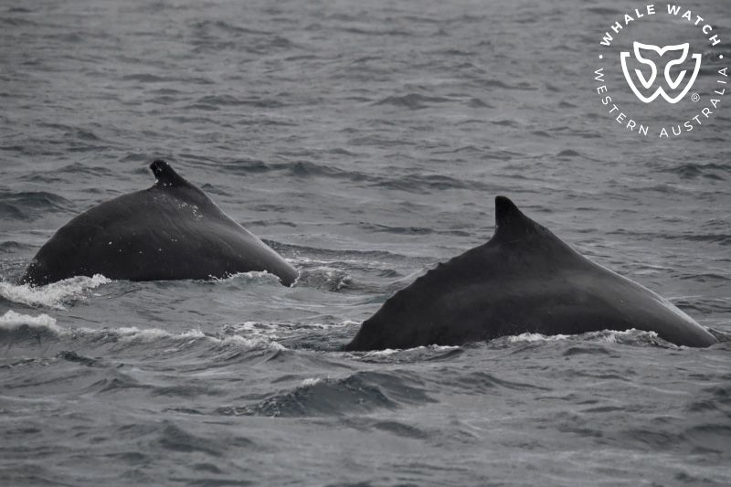 Whale Watch Western Australia