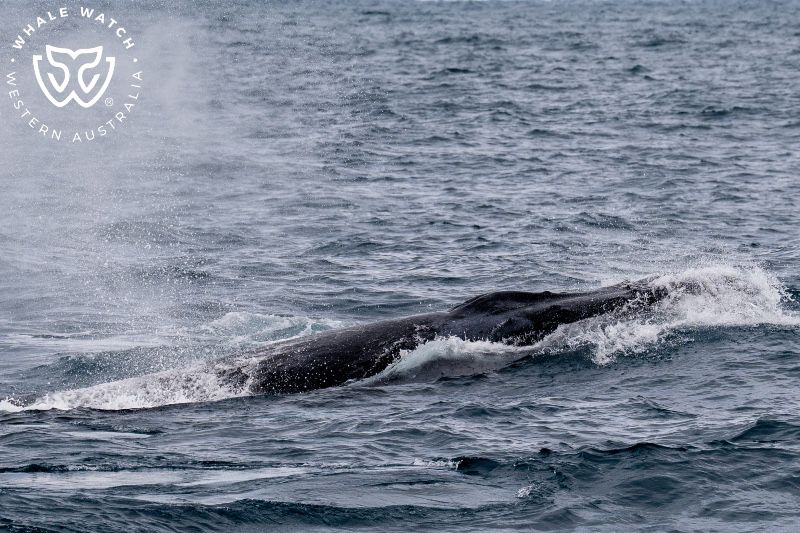 Whale Watch Western Australia