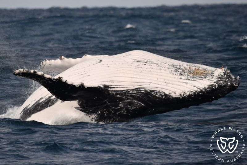 Whale Watch Western Australia