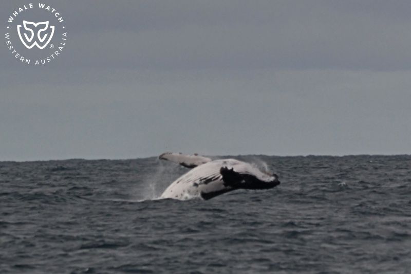 Whale Watch Western Australia