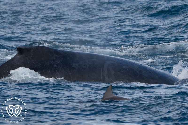 Whale Watch Western Australia
