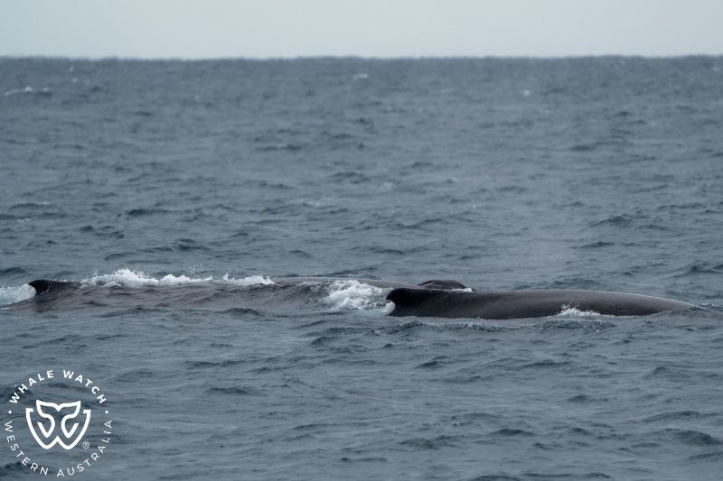 Whale Watch Western Australia