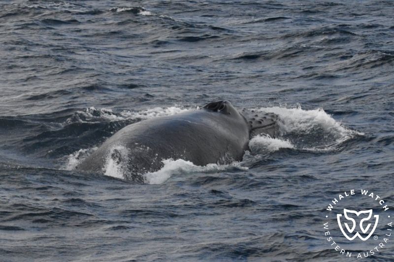 Whale Watch Western Australia
