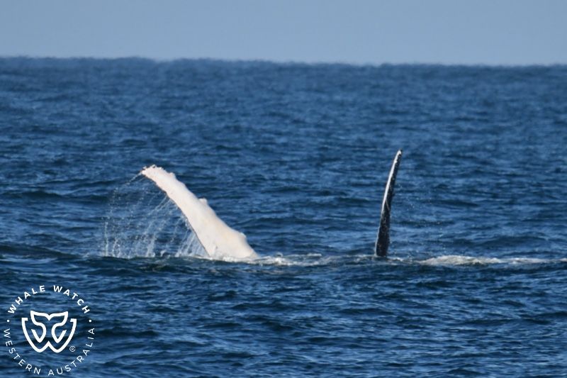 Whale Watch Western Australia