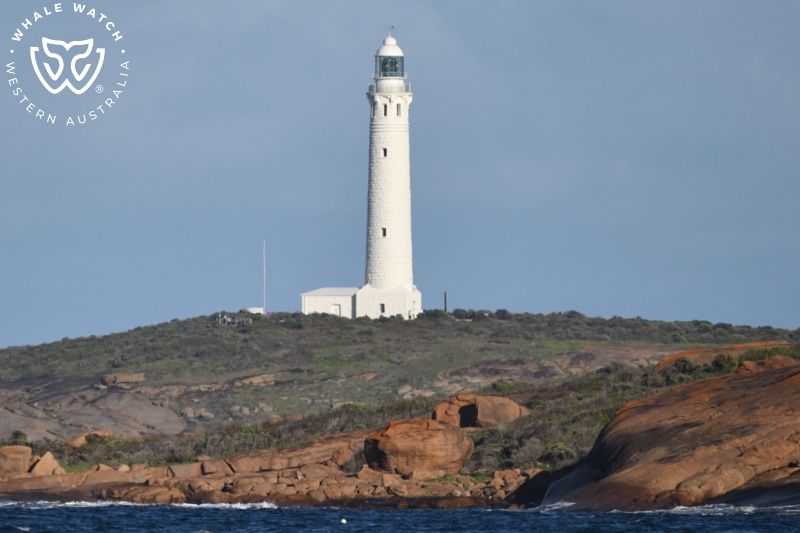 Whale Watch Western Australia