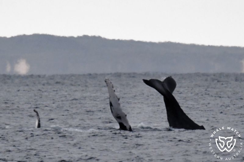 Whale Watch Western Australia