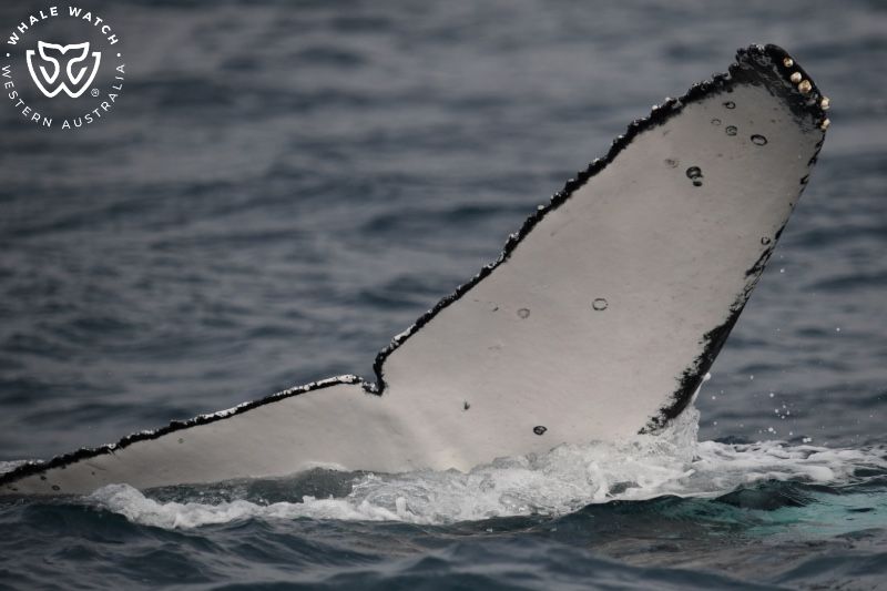 Whale Watch Western Australia