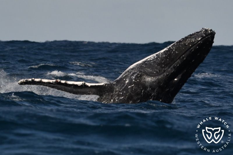 Whale Watch Western Australia