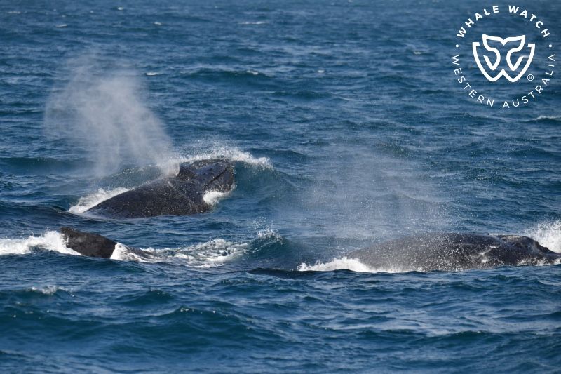 Whale Watch Western Australia