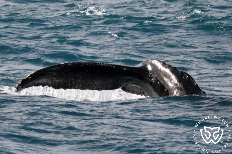 Whale Watch Western Australia