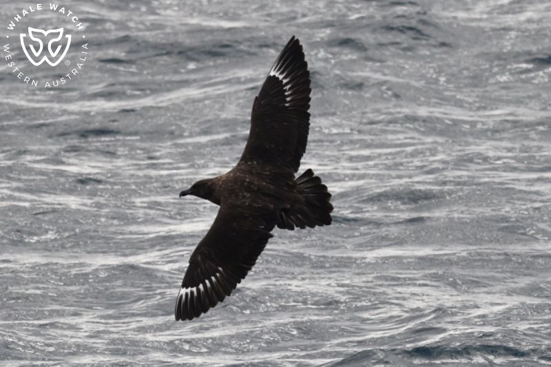 Whale Watch Western Australia