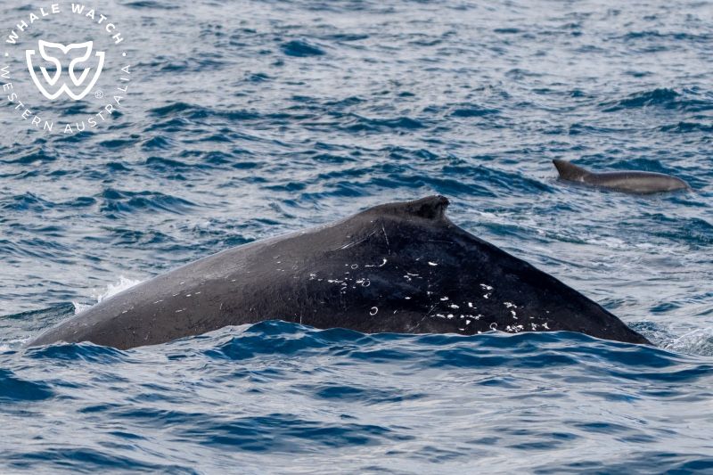 Whale Watch Western Australia