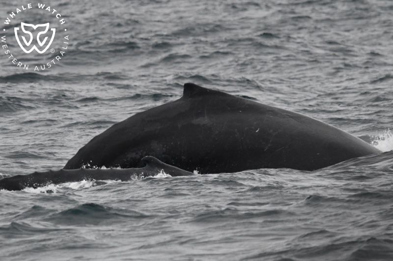 Whale Watch Western Australia