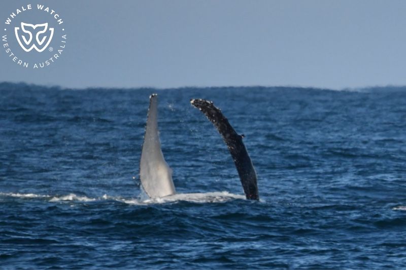 Whale Watch Western Australia