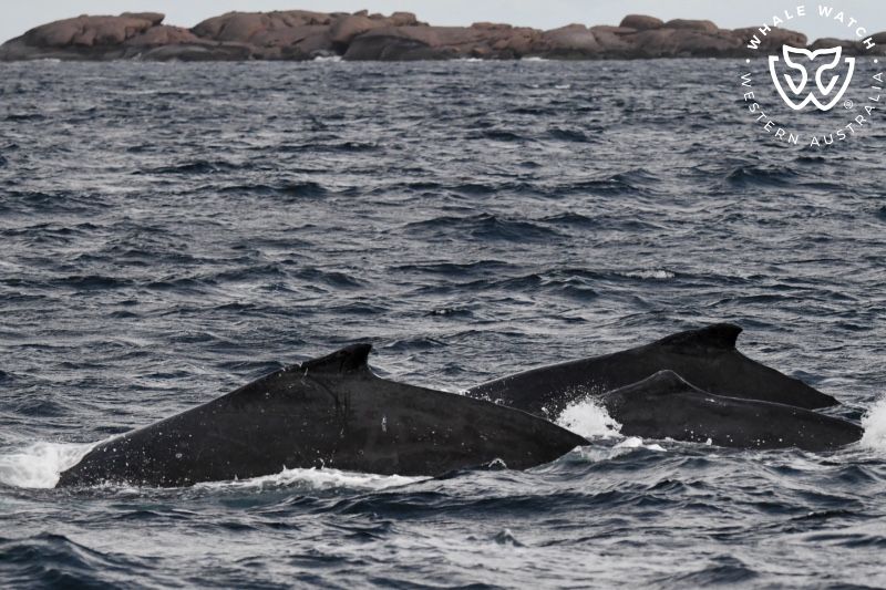 Whale Watch Western Australia